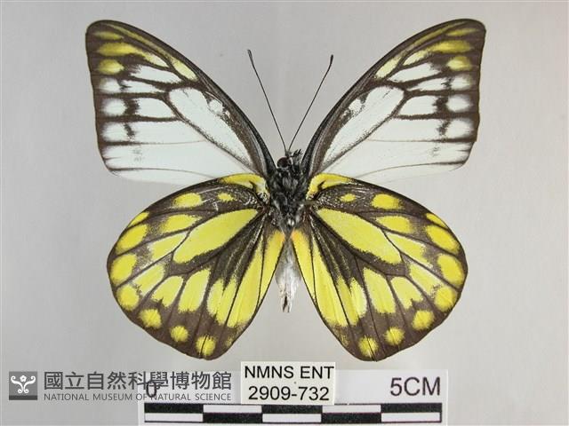 鋸粉蝶藏品圖，第2張