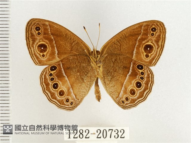 淺色眉眼蝶藏品圖，第2張