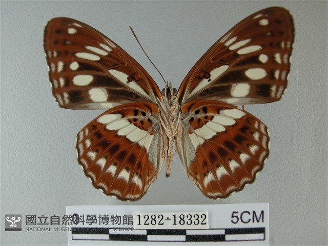 殘眉線蛺蝶藏品圖，第2張