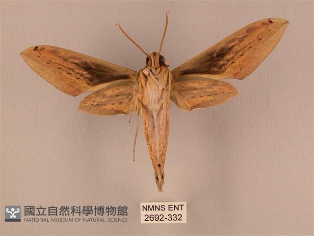 棕綠背線天蛾藏品圖，第2張