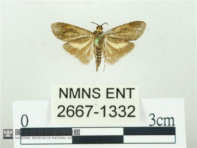 叉紋閃舞蛾藏品圖，第2張