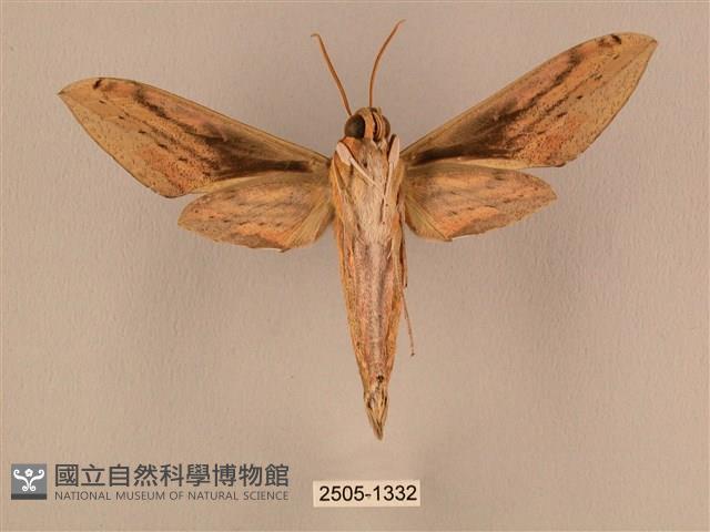 棕綠背線天蛾藏品圖，第2張