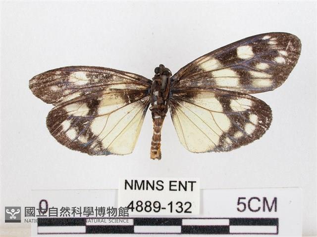 蓬萊茶斑蛾藏品圖，第2張