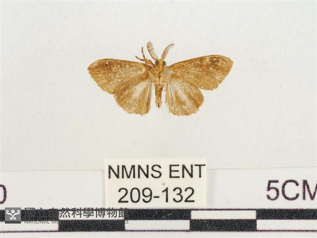 小白紋毒蛾藏品圖，第2張