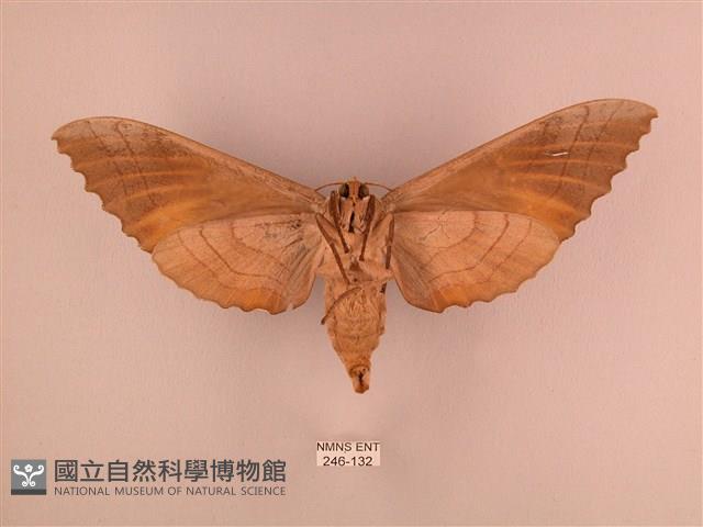 栗六點天蛾藏品圖，第2張