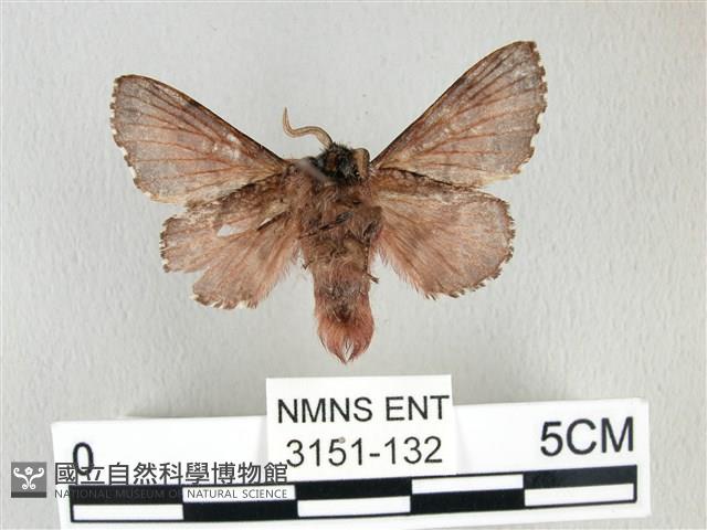 銀肩枯葉蛾藏品圖，第2張