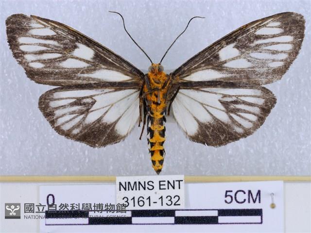 巨網燈蛾藏品圖，第2張