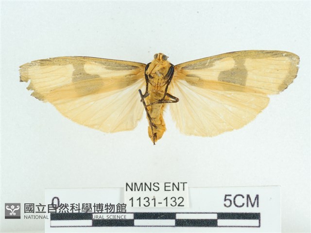 閃光苔蛾藏品圖，第2張