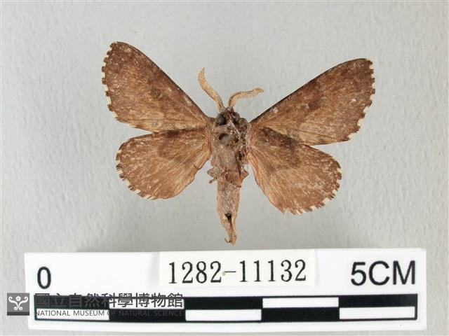 銀肩枯葉蛾藏品圖，第2張