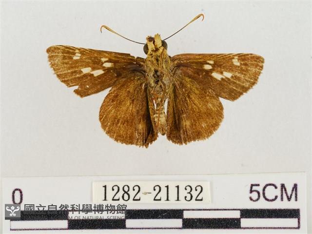 昏列弄蝶藏品圖，第2張