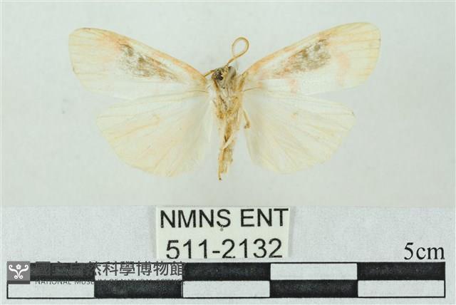 臺雪苔蛾藏品圖，第2張