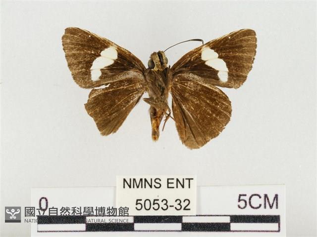 連紋袖弄蝶臺灣亞種藏品圖，第2張