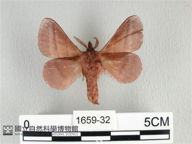 川邊氏枯葉蛾藏品圖，第2張