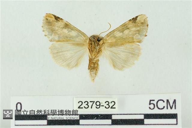 連珠波紋蛾藏品圖，第2張