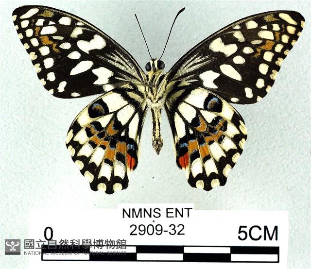 花鳳蝶、無尾鳳蝶藏品圖，第2張