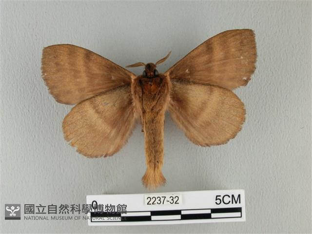 波紋枯葉蛾藏品圖，第2張