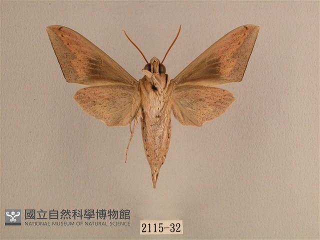 背線天蛾藏品圖，第2張