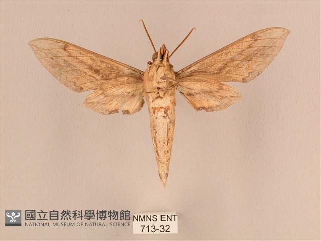 背線天蛾藏品圖，第2張