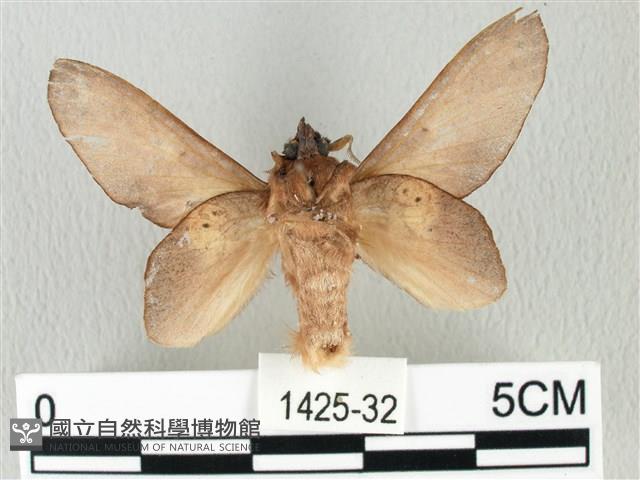 緣斑枯葉蛾藏品圖，第2張