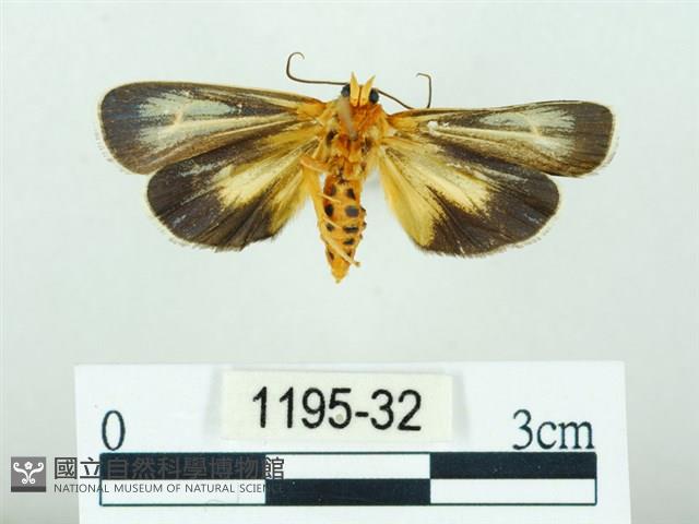 黃肩奇蛾藏品圖，第2張