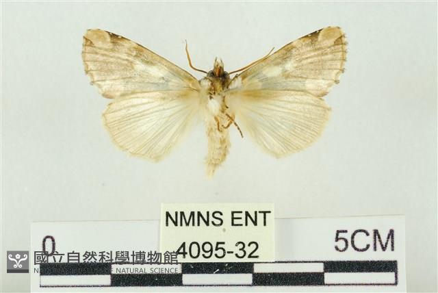 連珠波紋蛾藏品圖，第2張