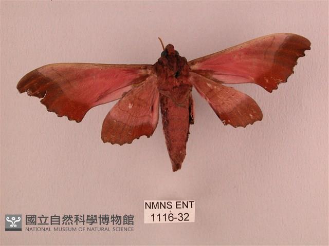 桃紅六點天蛾藏品圖，第2張