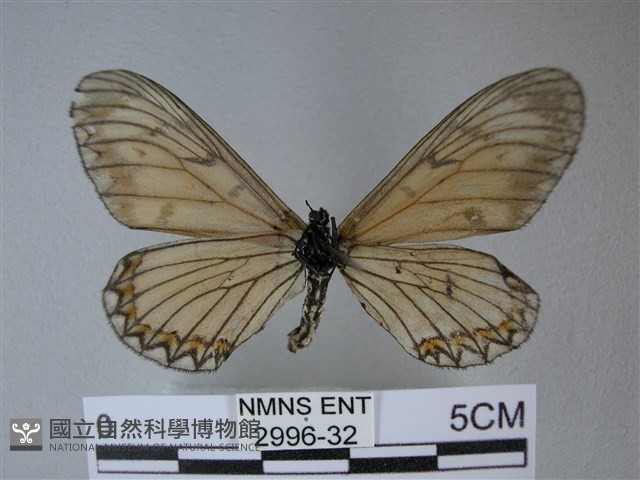 苧麻細蝶藏品圖，第2張
