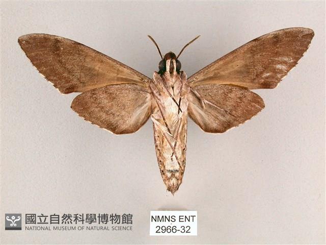 細斜紋霜天蛾藏品圖，第2張