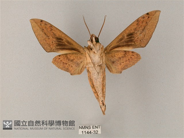 間斷斜紋天蛾藏品圖，第2張