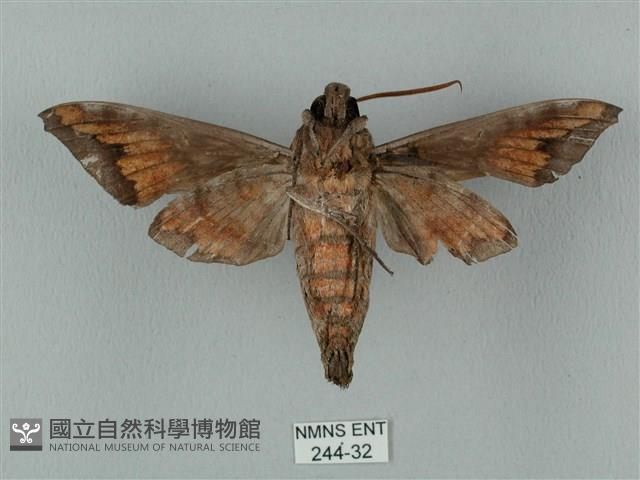 全緣缺角天蛾藏品圖，第2張