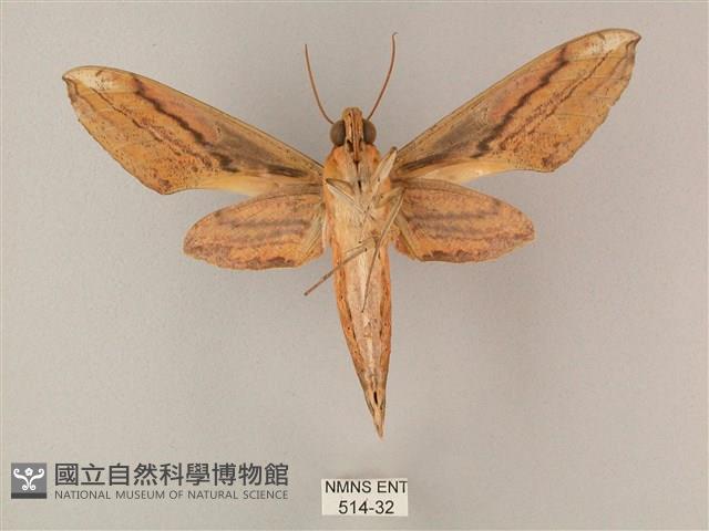 綠背斜紋天蛾藏品圖，第2張