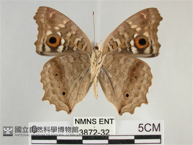 鱗紋眼蛺蝶藏品圖，第2張