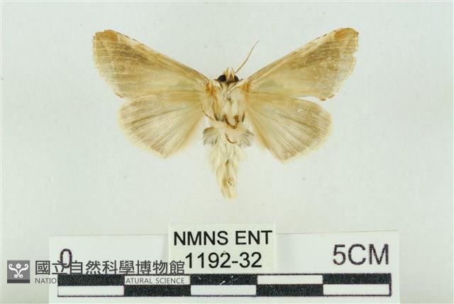 印華波紋蛾藏品圖，第2張