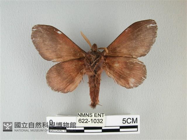 隱波紋枯葉蛾藏品圖，第2張