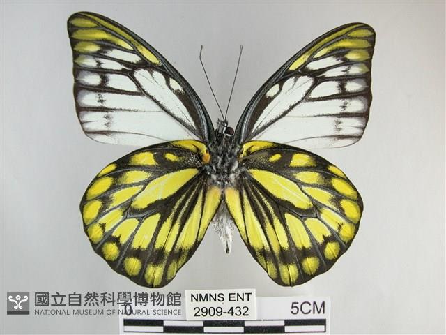 鋸粉蝶藏品圖，第2張