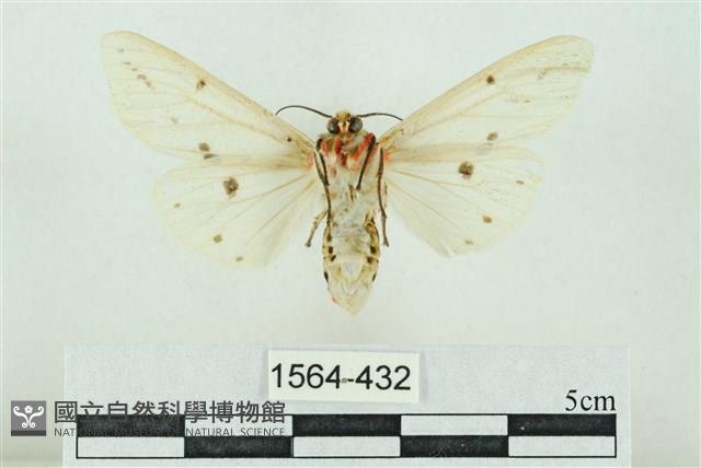 菊池污燈蛾藏品圖，第2張