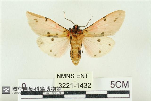 棍棒污燈蛾藏品圖，第2張