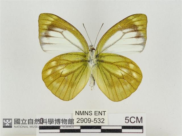 淡褐脈粉蝶藏品圖，第2張