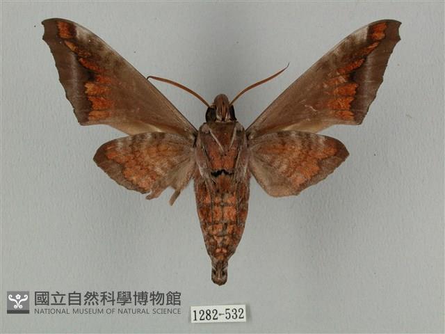 全緣缺角天蛾藏品圖，第2張