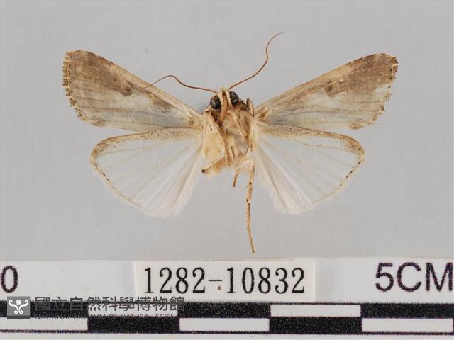 斜紋夜盜蛾藏品圖，第2張