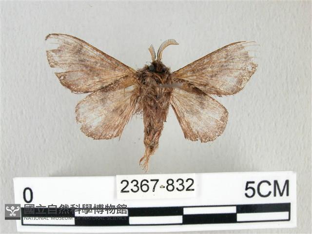 銀肩枯葉蛾藏品圖，第2張