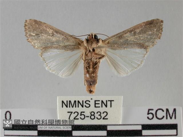 斜紋夜盜蛾藏品圖，第2張