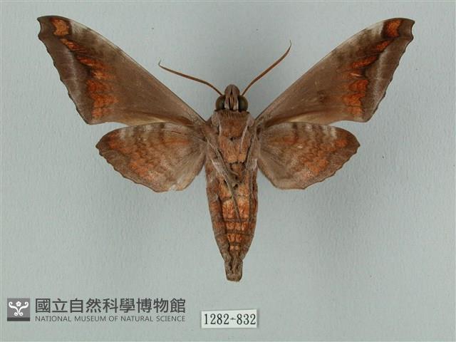 全緣缺角天蛾藏品圖，第2張