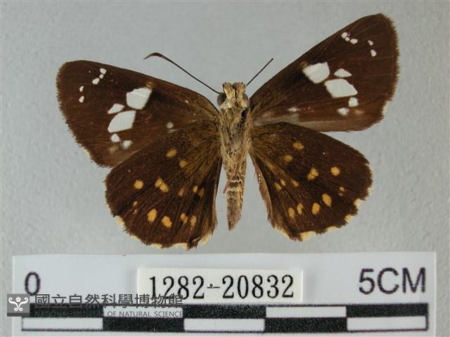 小星弄蝶藏品圖，第2張