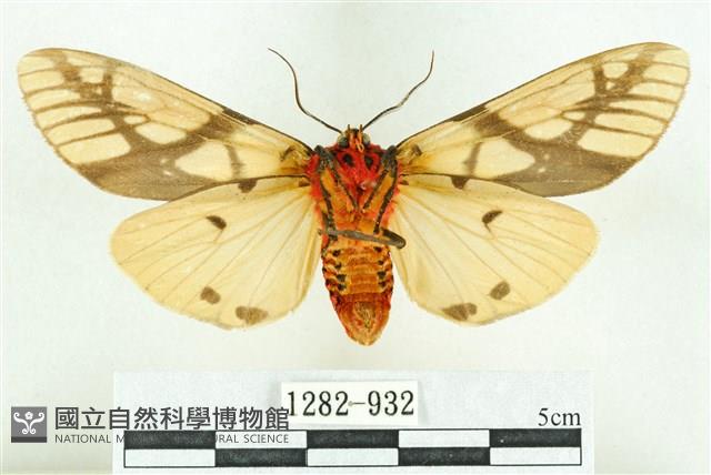 乳白斑燈蛾藏品圖，第2張