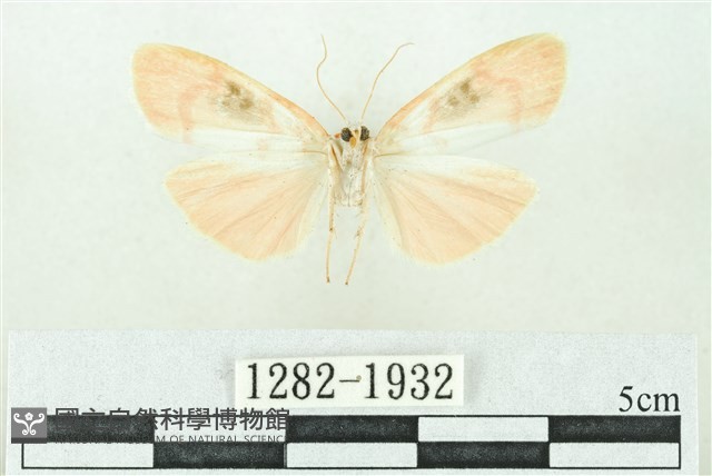臺雪苔蛾藏品圖，第2張