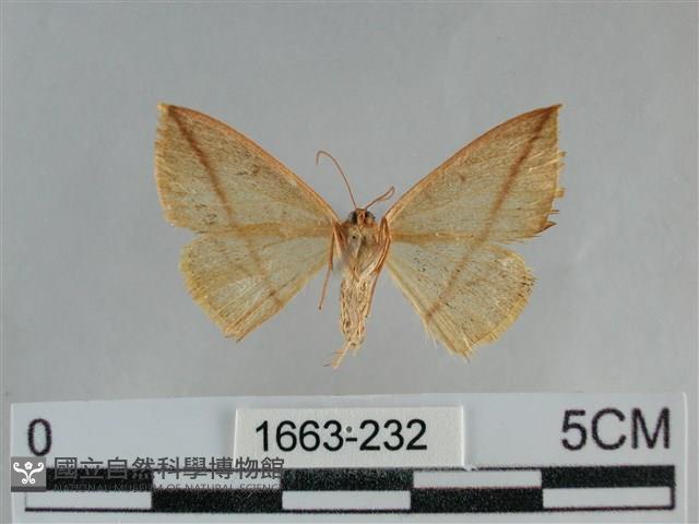 澄線尺蛾藏品圖，第2張