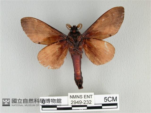 大褐斑枯葉蛾藏品圖，第2張