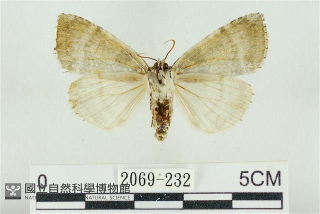 臺灣銀斑異波紋蛾藏品圖，第2張