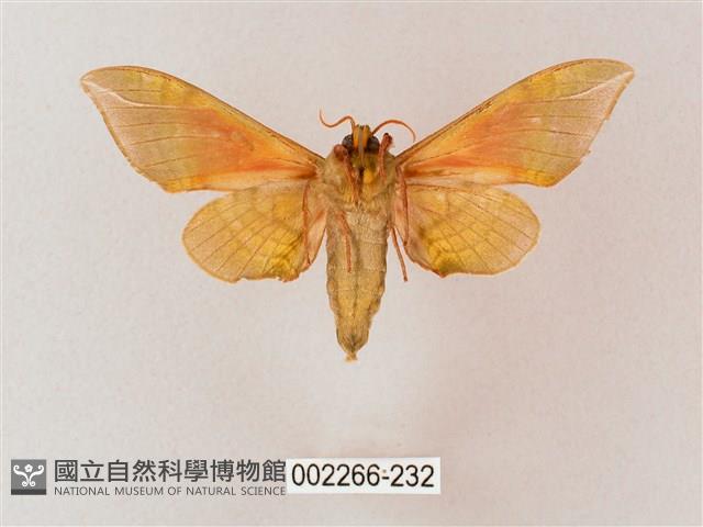 榆綠天蛾藏品圖，第2張